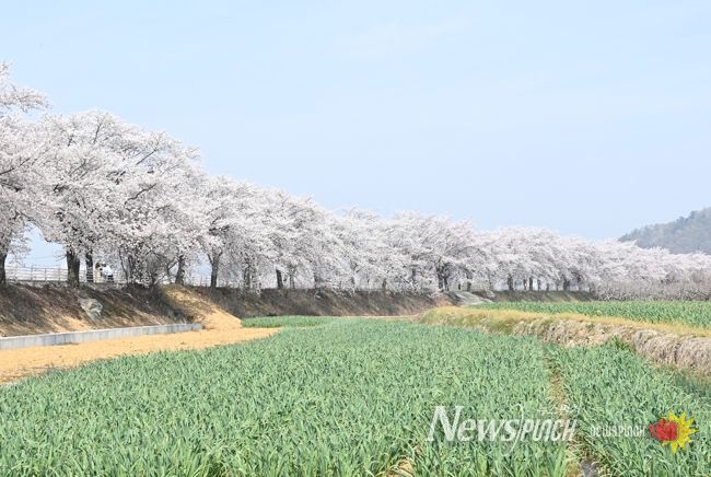 봄바람에 흩날리는 벚꽃잎이 아름다운 ‘제11회 달창지길 벚꽃축제’ 개최
