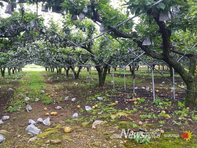 강화군, 장마 및 집중호우 대비 과수원 관리 철저히