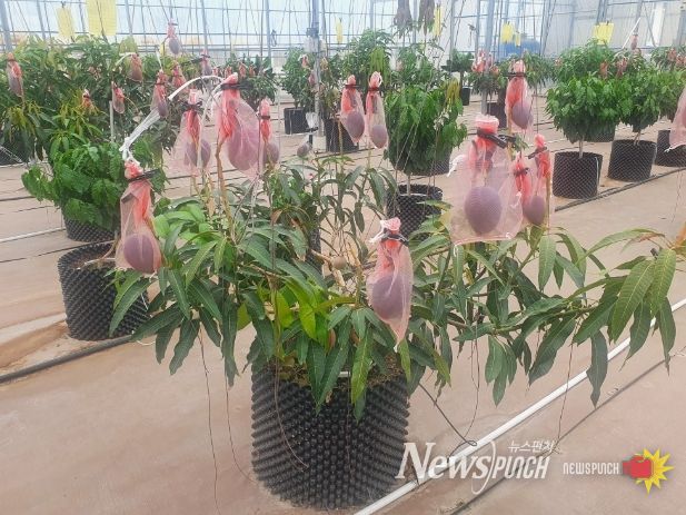 밀양시농업기술센터 실증시범포에서 시범 재배하는 애플망고