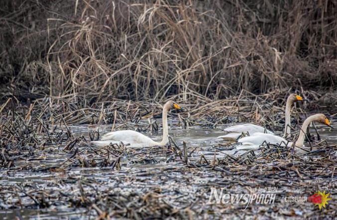 화포천습지 사진