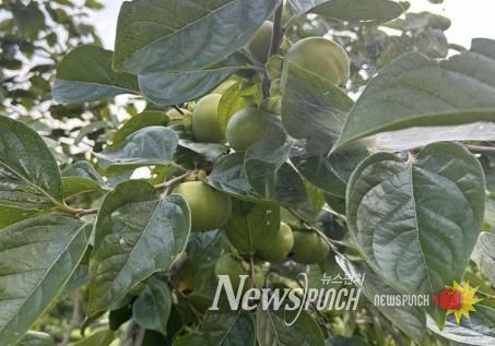 단감 탄저병 예찰