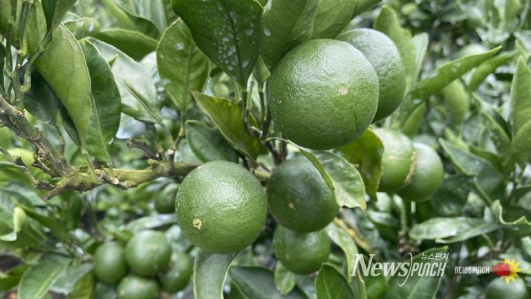 제주도, ‘초록빛 건강지킴이’풋귤 출하농장 지정 신청하세요