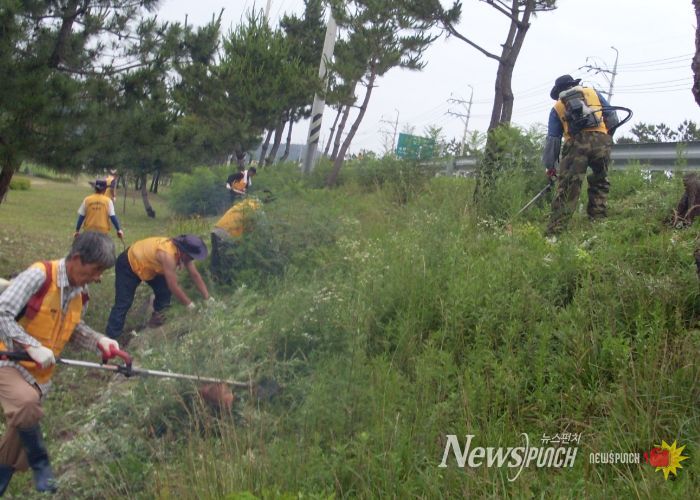 생태 교란식물 제거 사진