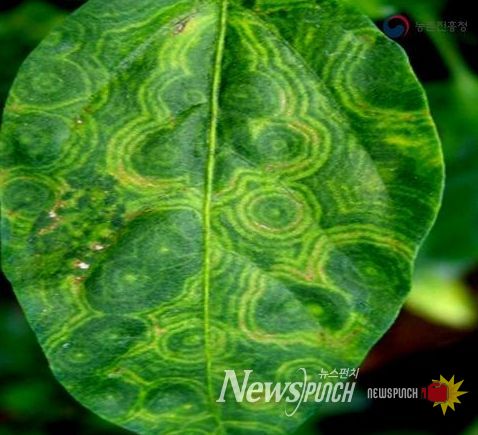 고추·토마토 바이러스