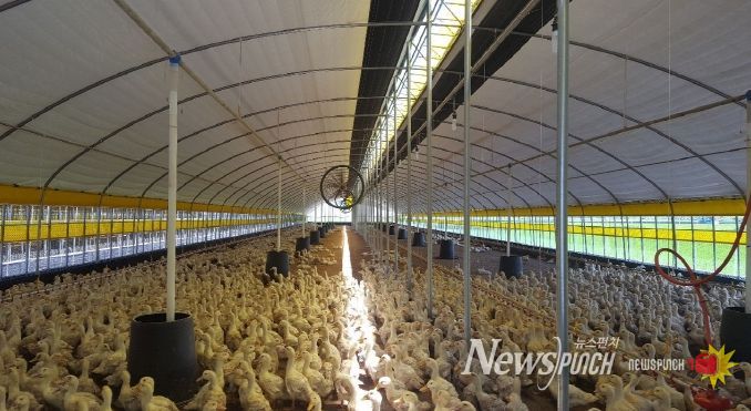 나주시 관내 오리농가