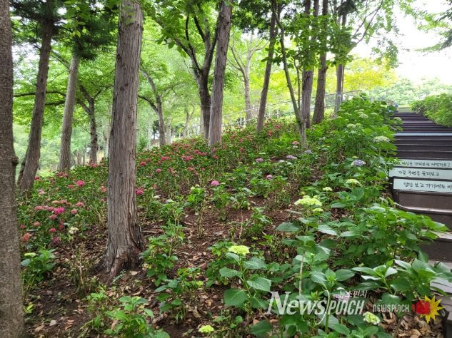 망산공원, 수국으로 수놓은 ‘명품 수국정원’ 탄생