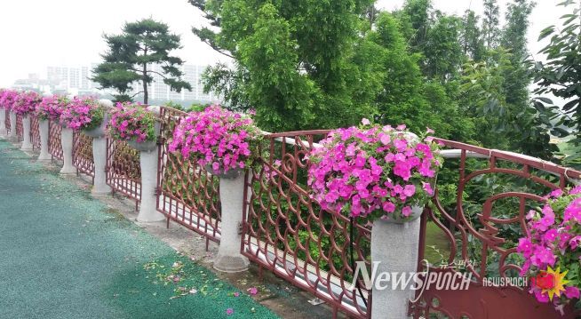밀양시, 여름맞이 시가지 교량 꽃 전시