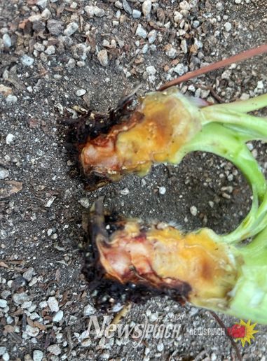 장마철 딸기 육묘, 탄저병 예방이 성패 좌우