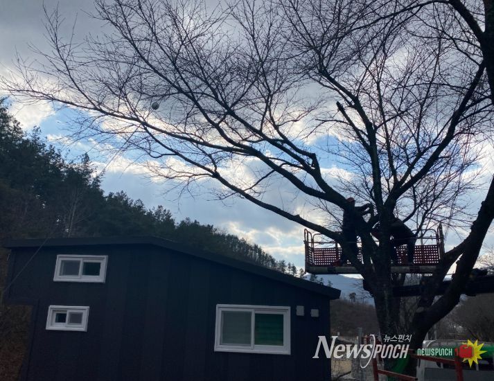 금산군 가로수 정비 모습