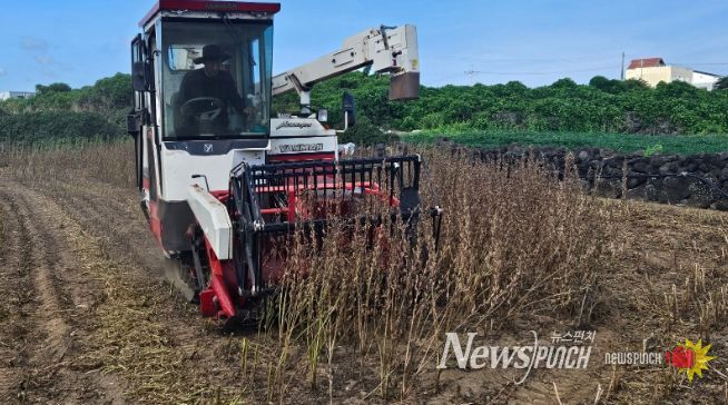참깨 '하니올' 기계 수확