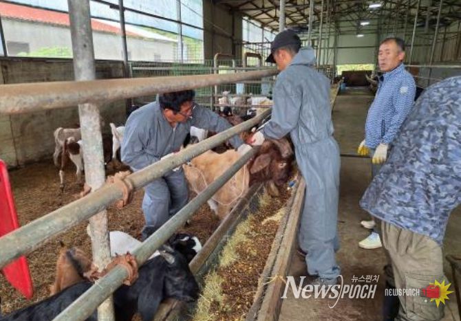하반기 일제접종