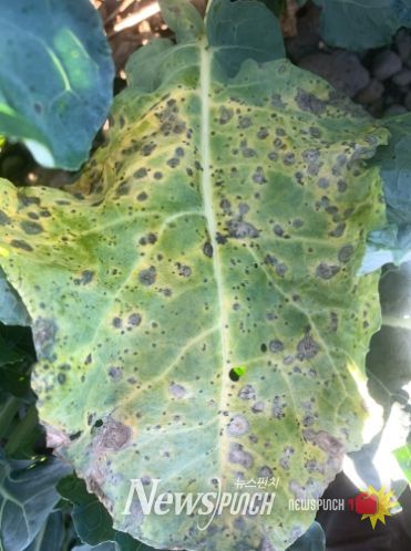 브로콜리 검은무늬병