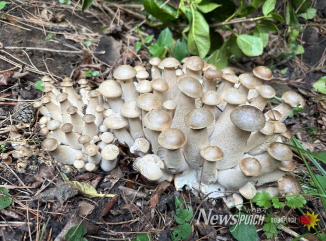 자생 버섯_다발왕송이