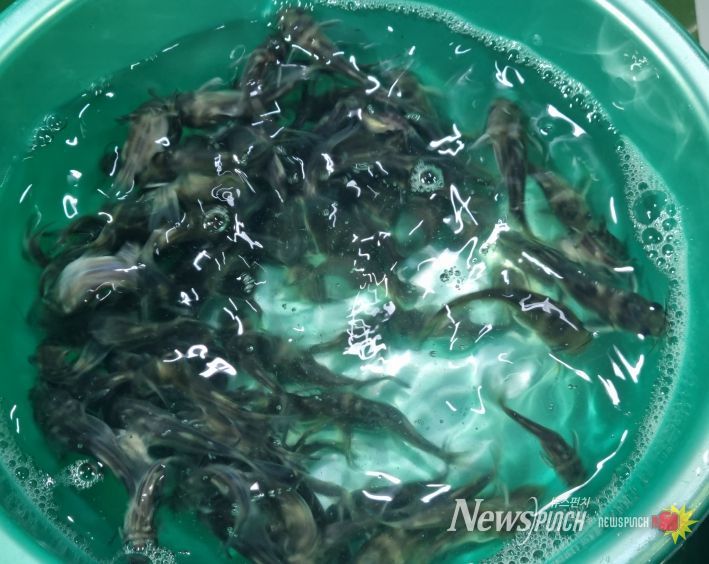 민물매운탕의 제왕 ‘동자개’ 40만 마리 방류!