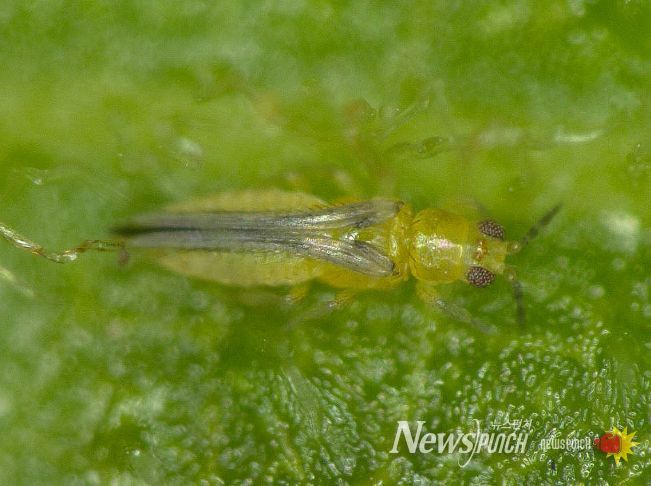 볼록총채벌레 성충