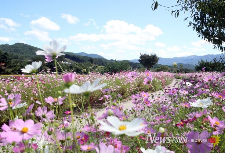제8회 서석코스모스축제 10월 6일~8일 개최