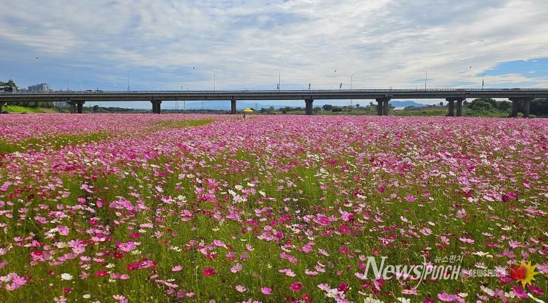 나주시, 영산강 따라 흐르는 1억 송이 코스모스 장관