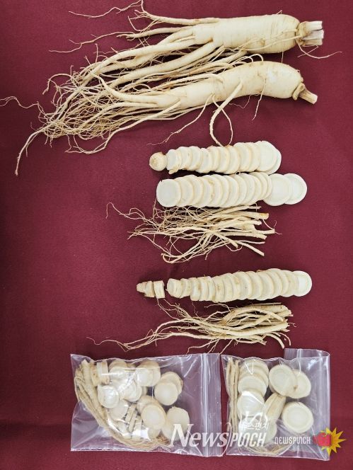 인삼 수확철 맞아 ‘수삼 냉동 저장법’ 소개