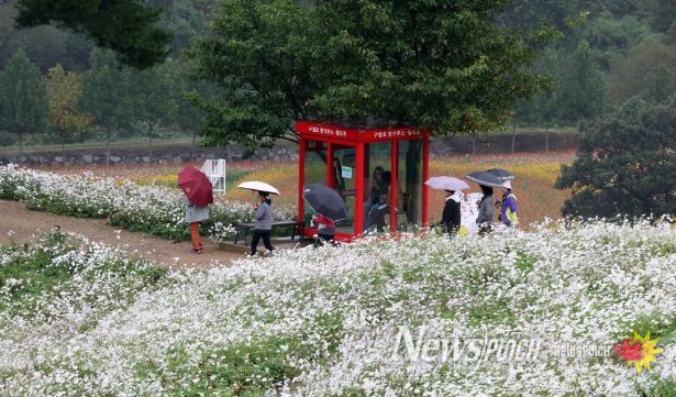 정읍 구절초 꽃축제, 13일간의 대장정 돌입…오늘부터 26일까지