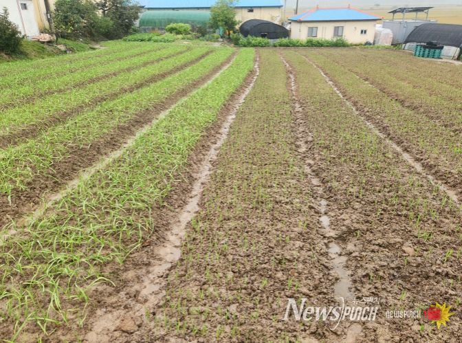 벼 수발아 및 밭작물 피해 우려 농가에 철저한 관리 당부