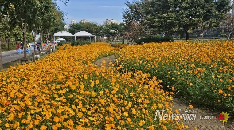 중랑천변 사계정원 일대에 황화코스모스가 만개한 모습