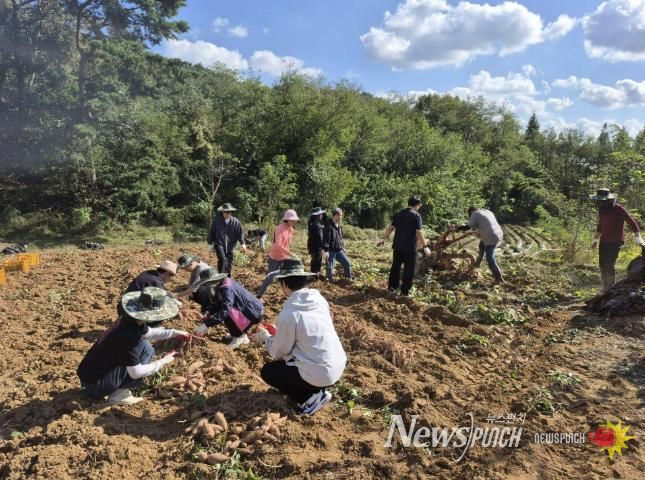 홍성군, 고구마 수확농가 일손 도와
