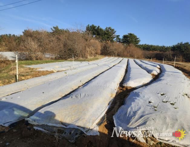 동해 피해 예방을 위해 부직포를 덮은 마늘밭 모습