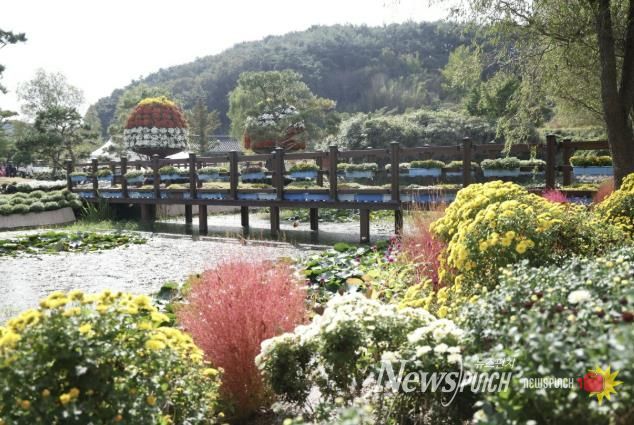 지난해 국화축제 모습.
