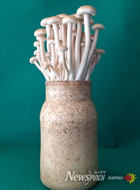 버들송이 신품종 ‘아삭송’ 품종