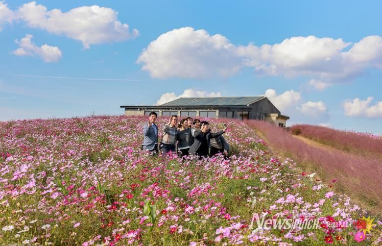 청보리밭 코스모스 사진