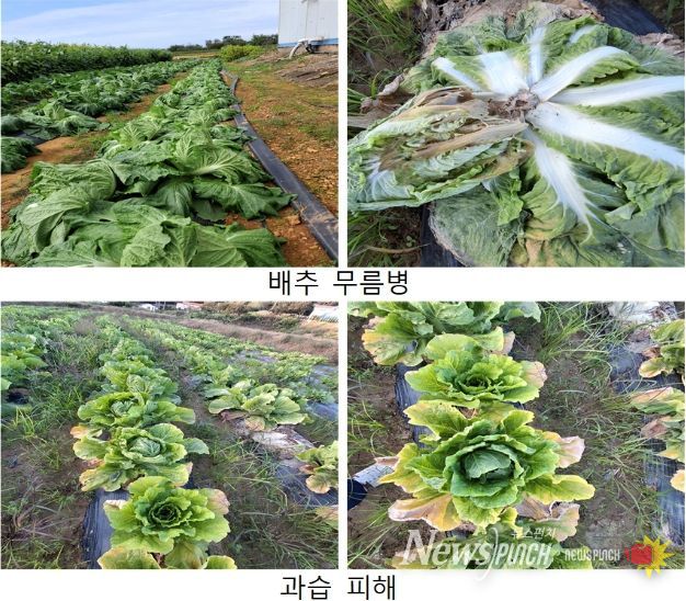 가을배추 무름병 확산, 철저한 방제 당부