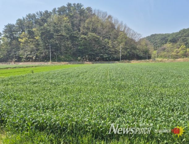 울진군, 맥류 종자 적기 파종 지도