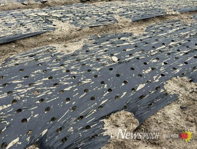 홍성군, 마늘 파종 지연에 월동대비 철저 당부
