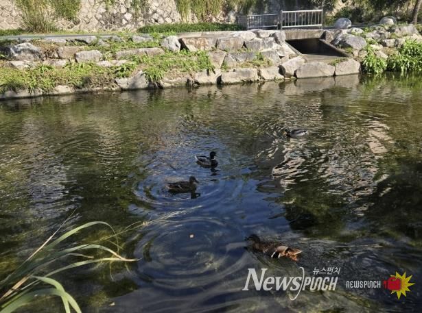 성북구 하천, 10월 수질 분석서 ‘좋음’ 등급 유지