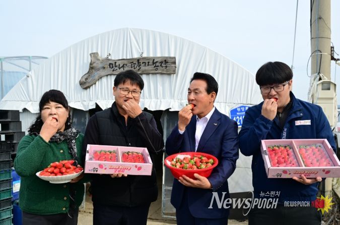 딸기 품종 혁신, ‘조이베리’로 문 열다