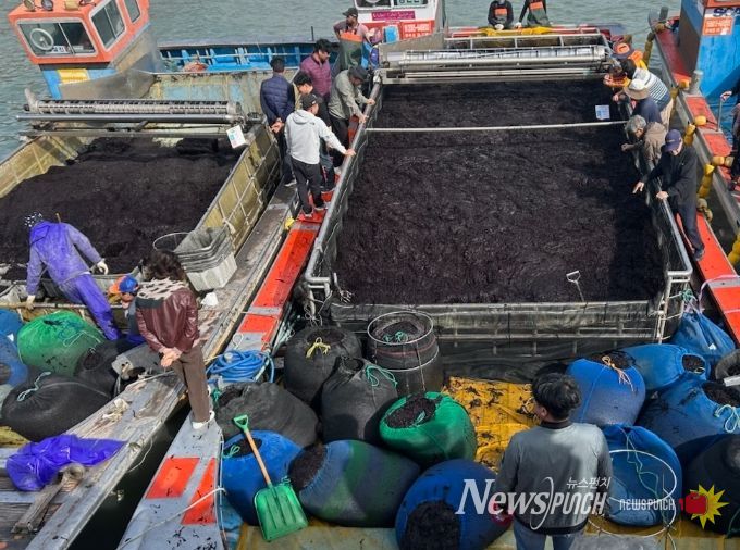 곱창김 전국 첫 위판 시작