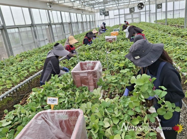 충남도 딸기 무병묘 보급