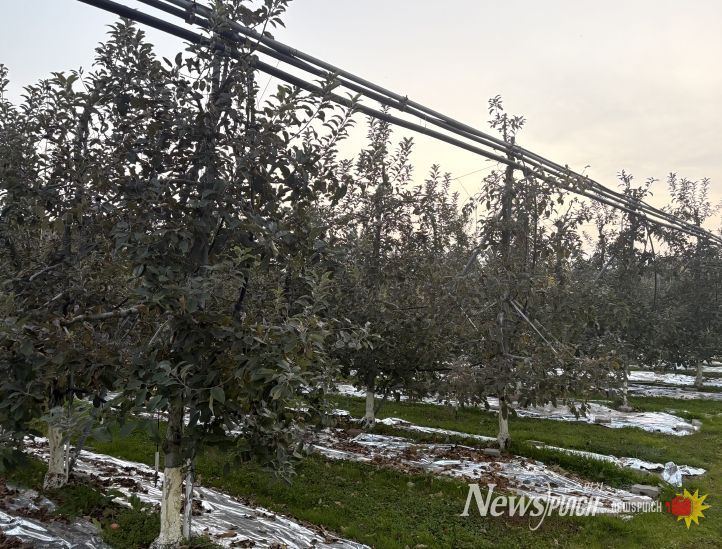 농기원, 내년 품질 향상 위해 시비·관수·동해예방 철저 당부