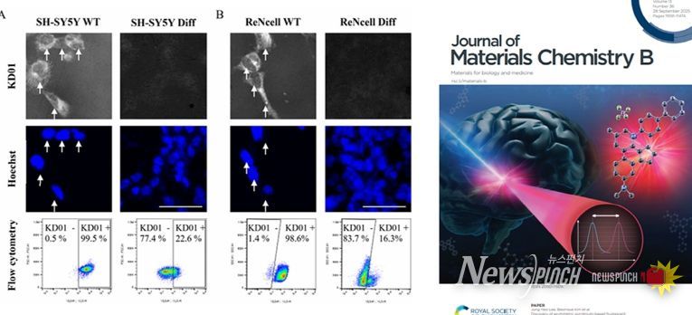 한국뇌硏·덕성여대와 신경줄기세포 탐지 형광 프로브 개발