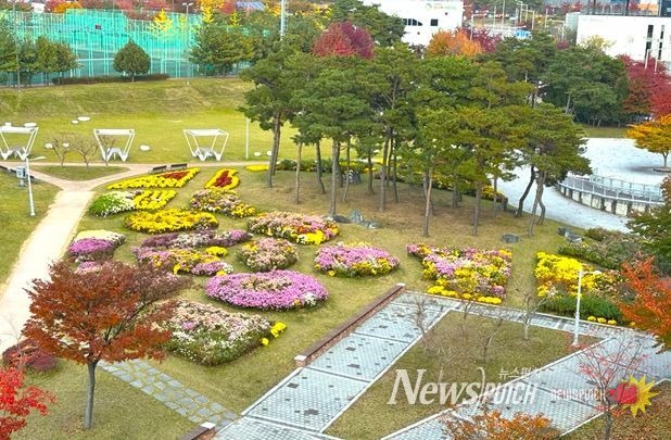 신서중앙공원 국화 식재