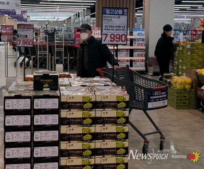 영동 메이빌 샤인머스캣, 롯데마트 전 지점에서 진행