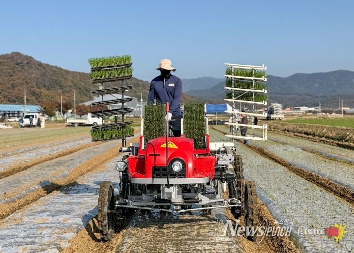 양파 승용정식기 현장실증 실시 모습