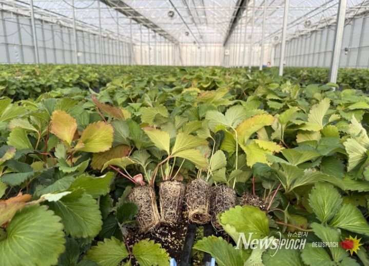 조직배양 딸기 우량묘 공급