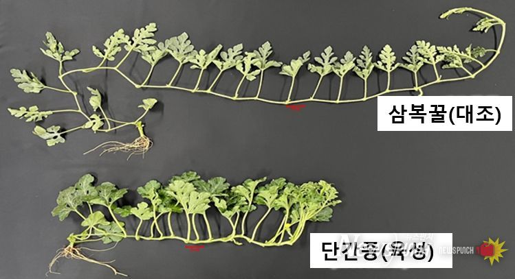 <기존품종과 개발품종의 덩굴길이 비교>