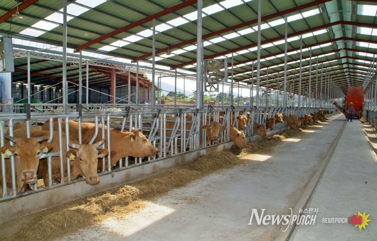 축산 농가 시름 던다.. 정읍시, 동절기 재해대책 상황실 본격 가동