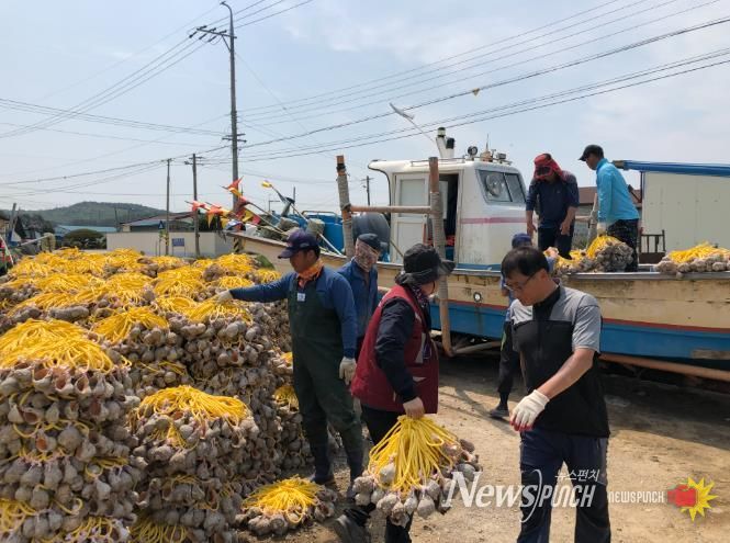 주꾸미 산란장인 피뿔고둥을 배에 옮겨 싣고 있다