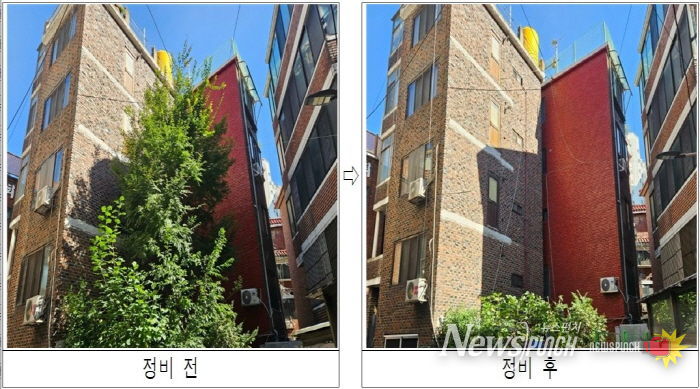 주택가 내 위험수목 정비 전후 모습