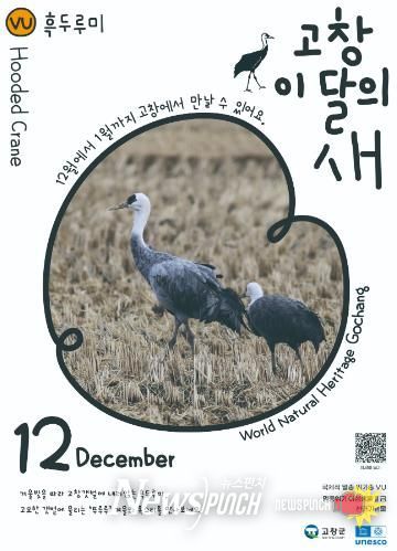 고창군, 12월 ‘고창갯벌 이달의 새’ 로 멸종위기 철새 ‘흑두루미’ 선정