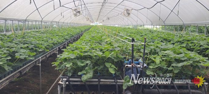 지역특화작목 ‘딸기묘’, 프리미엄 시장 도약 발판