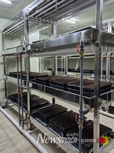 ,‘바이러스에 강한 씨마늘’생산